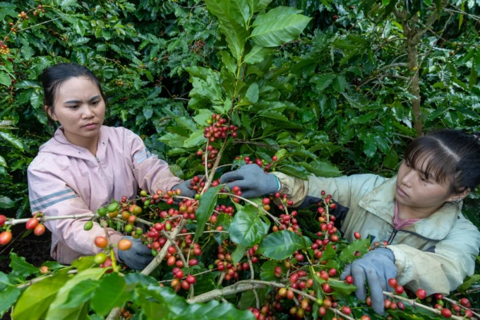 Giá cà phê robusta và cả arabica bất ngờ tăng vọt hơn 300 USD/tấn